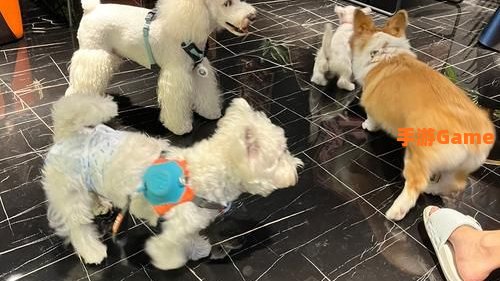 跳跳犬哪里多